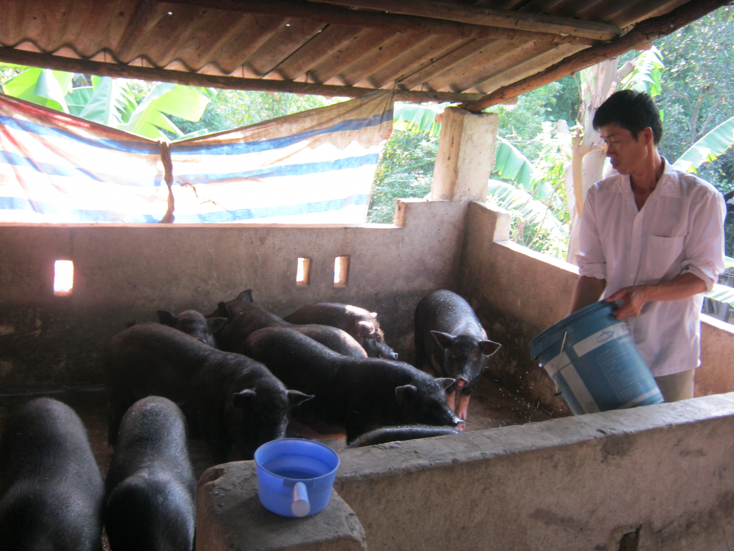 Mô hình chăn nuôi lợn của gia đình anh Bằng cho thu nhập bình quân 60 đến 70 triệu đồng/năm